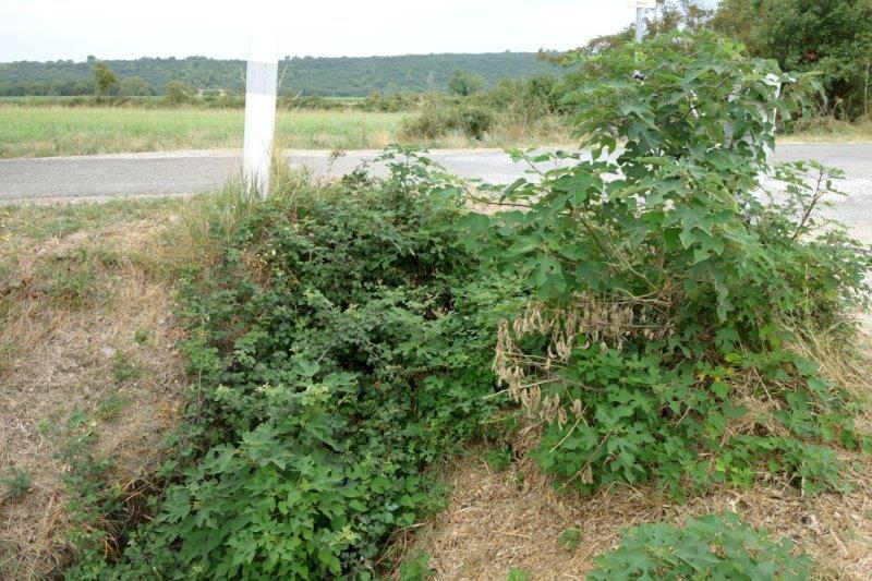 Agrandir l'image de la gare d'Uzès à la gare de Montaren
