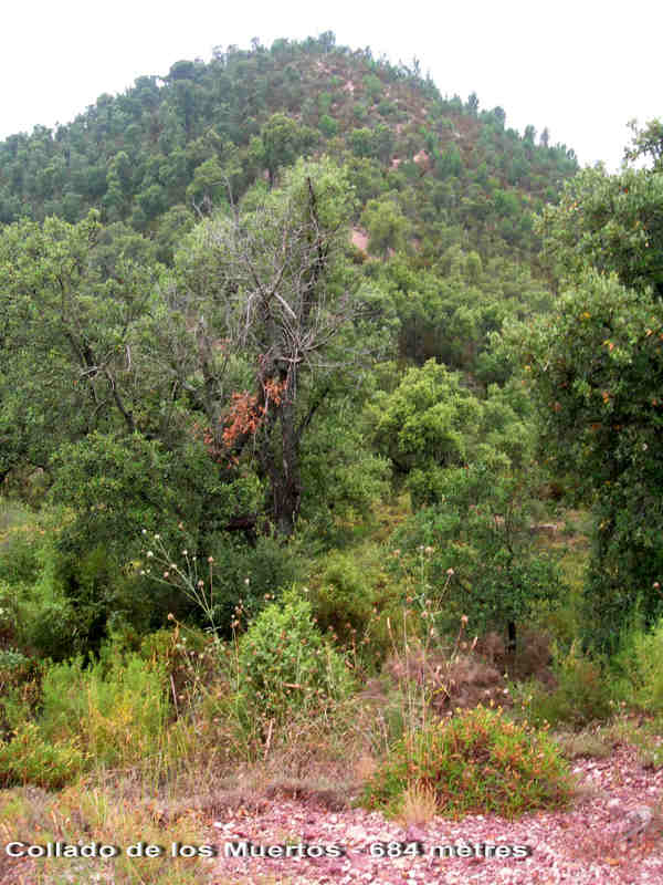 Agrandir l'image Collado dels Morts - ES-CS- 683 mètres