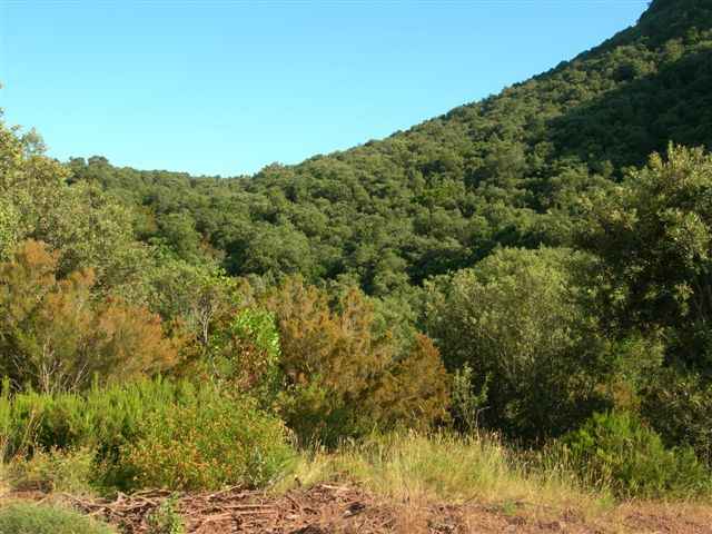 Agrandir l'image En diection du Coll de la Vicari