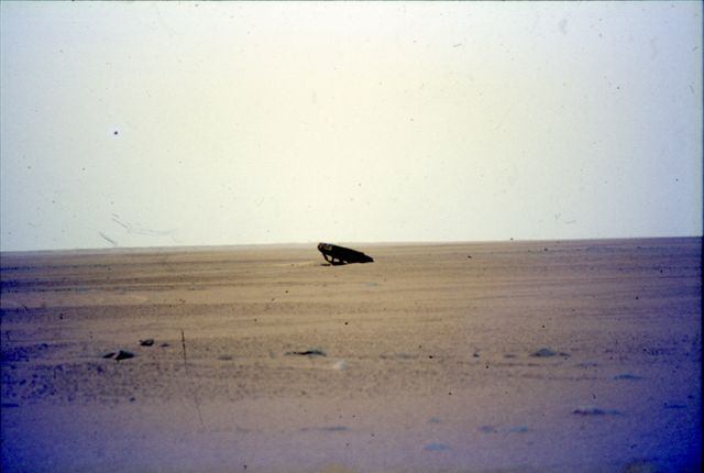 Agrandir l'image Epave dans le no man's land entre Algérie et Niger