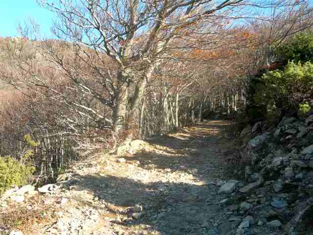 Chemin en direction des Collades de Parmal