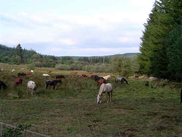 Agrandir l'image Chevaux