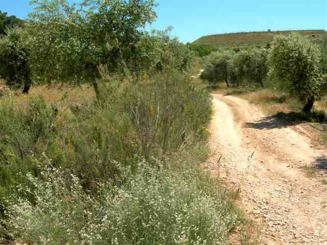 Chemin en direction du Coll del Poncet