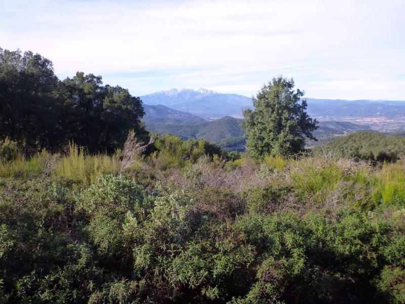 Coll de la Comtesse - FR-66-0505e