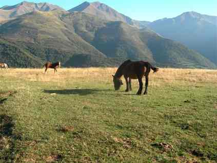 Chevaux en alpage