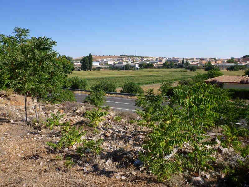 Agrandir l'image Balazote