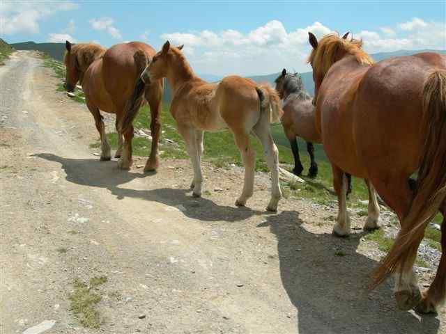 Chevaux sur la piste en direction de la Creu de l'Eixol