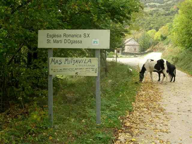 Equidés curieux à Sant Marti d'Ogassa