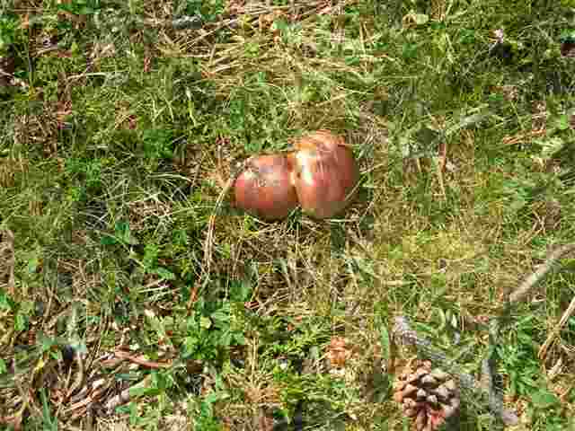 Champignon