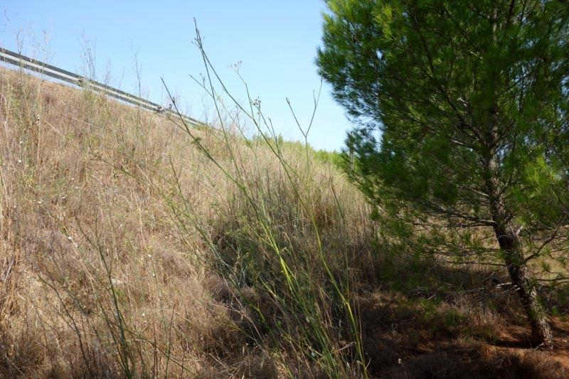 Agrandir l'image De la halte d'Aspiran à la gare de Clermont-l'Hérault