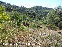 Agrandir l'image Coll de la Serra - ES-GI-0255b